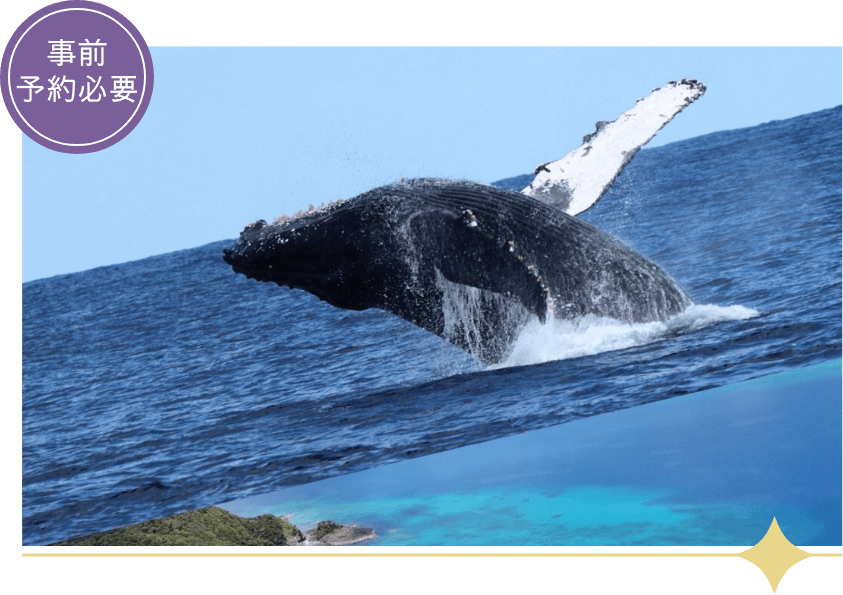 ホエールウォッチング