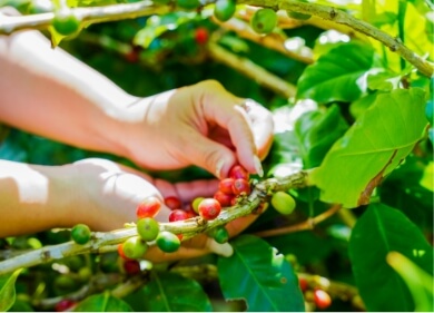 コーヒー豆の実摘み