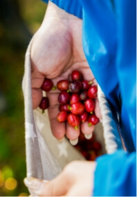 コーヒー豆の実