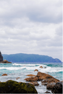 コーヒー豆の実